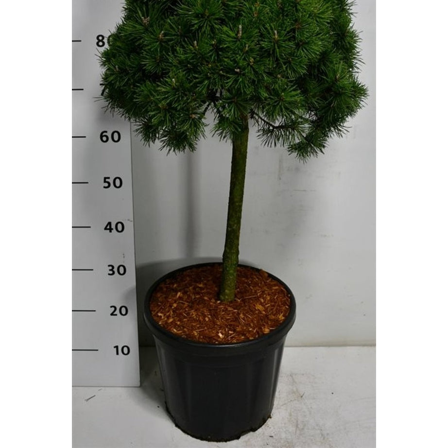 Bergtall – Pinus mugo 'Mops' - 60 CM Stem C20